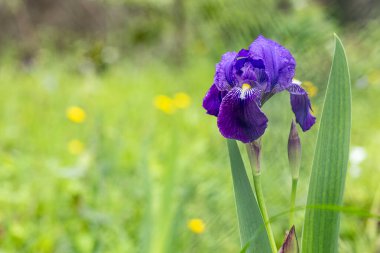 Alman sakallı iris - Iris Germanica - baharda çiçek açıyor