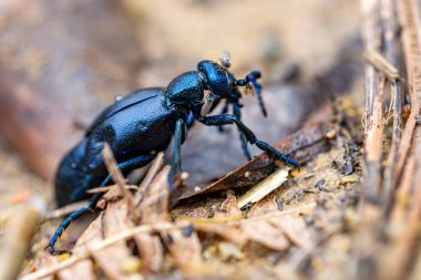 Avrupa petrol böceği - Meloe proscarabaeus - sivrisinek kaynıyor