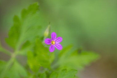 Geranium robertianum çiçeği, yaygın olarak bitki-Robert olarak bilinir, leylek gagası, tilki sardunyası, kokuşmuş Bob, şaşı-pip veya Roberts sardunyası, detay