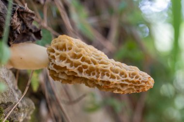 Yenilebilir mantarlar, yaygın morel mantarı - Morchella esculenta. Bahar yenilebilir mantar.