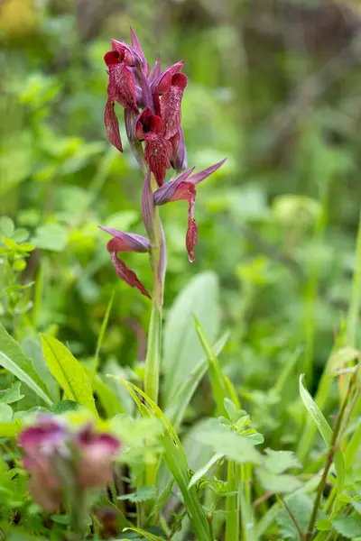 stock image The Eastern Tongue Orchid - Serapias cordigera - in field