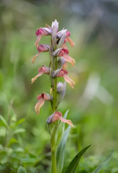 stock image Wild scarce tongue-orchid, Serapias neglecta. One flower stem against soft background