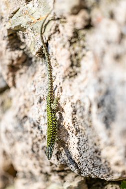 Italian wall lizard, Podarcis muralis nigriventris, Lerici, Liguria, Italy. High quality photo clipart