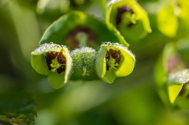 Closeup of Mediterranean spurge flowers - Euphorbia characias, or Albanian spurge. High quality photo clipart