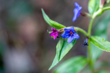 Floral elegance: The wild world of Purple gromwell Aegonychon purpurocaeruleum - Lithospermum purpurocaeruleum delicate blue flowers, in the undergrowth. Spring season. High quality photo