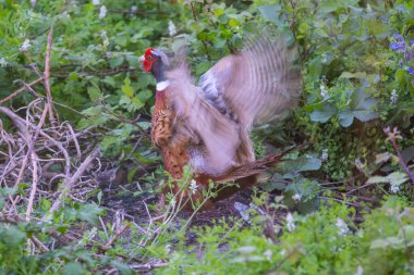 Pheasant - Phasianus colchicus, courting cock, Lerici, Liguria, Italy, Europe. High quality photo clipart