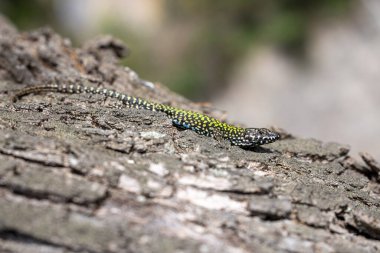 İtalyan duvar kertenkelesi, Podarcis muralis nigriventris, Lerici, Liguria, İtalya. Yüksek kalite fotoğraf