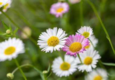 Güneşli bir günde Meksika pireli papatyası Erigeron Karvinskianus 'u kapatın.