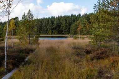 Teijo Ulusal Parkı, Salo, Finlandiya 'da ormanın ortasında küçük bir göl.