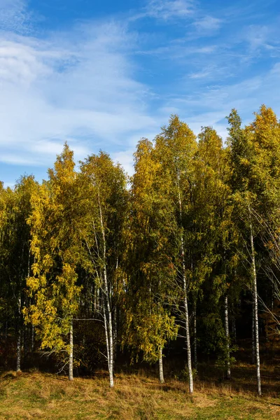 Birch Trees Autumn Colors Blue Sky Background — Stock Photo, Image