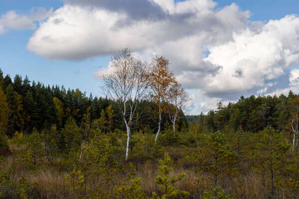 Birch trees in autumn colors in Teijo National Park, Salo, Finland