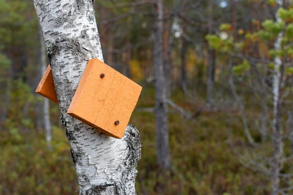 Teijo Ulusal Parkı Salo Finlandiya Daki Huş Ağacına Çivilenmiş Turuncu — Stok fotoğraf
