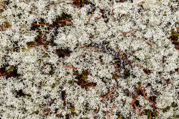 Малий Кухонний Лишайник Cladonia Arbuscula Задньому Плані — стокове фото