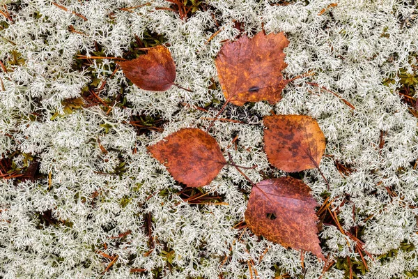 Jesienne Liście Krzewach Porostów Cladonia Arbuscula Tło — Zdjęcie stockowe