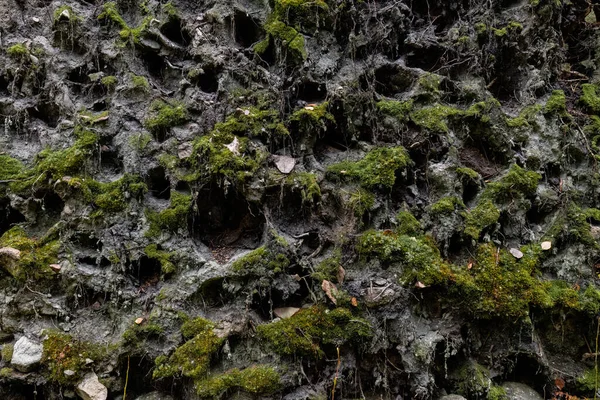 Grey Mud Dark Holes Green Moss Background — Stock Photo, Image