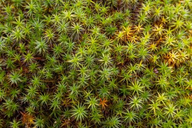 Genel saç kepi yosunu (Polytrichum komünü) üst görünüm, kapat