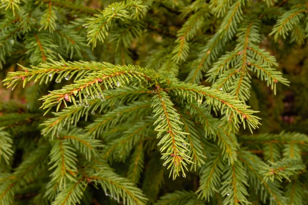 Spruce Branches Close Drops Water — Stock Photo, Image