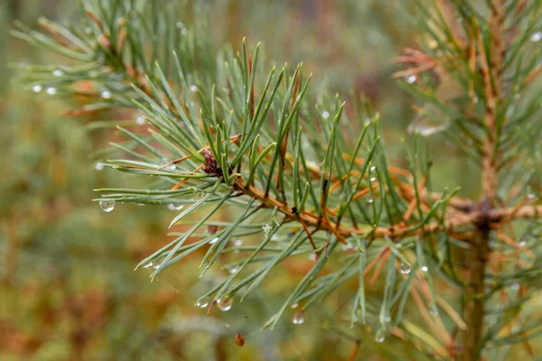 Close Young Pine Tree Branch Water Droplets — Stock Photo, Image