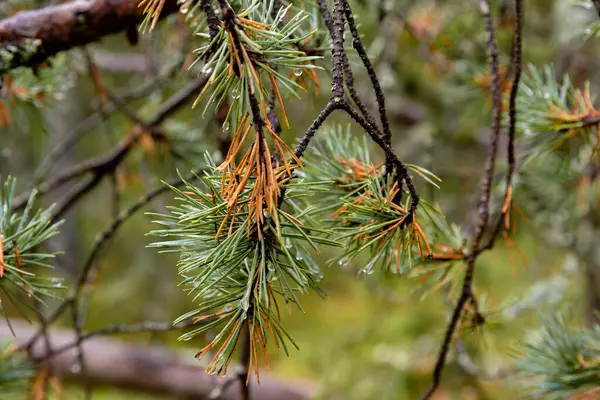 Detailní Záběr Borovicové Větve Podzim Zežloutne — Stock fotografie