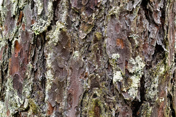 Zbliżenie Sosnowego Drzewa Kora Tekstury — Zdjęcie stockowe
