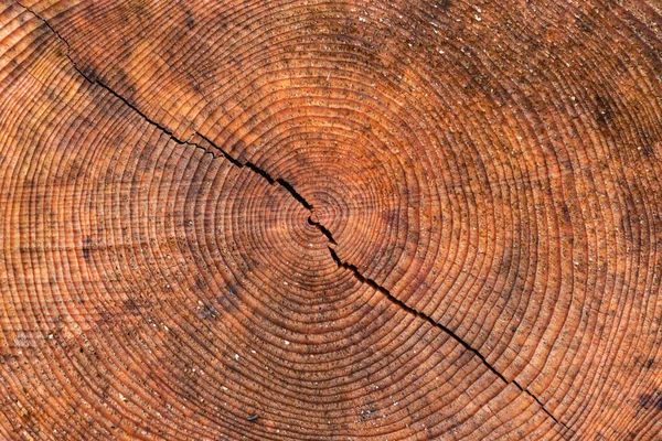 Close Wood Texture Cut Pine Tree — Stock Photo, Image