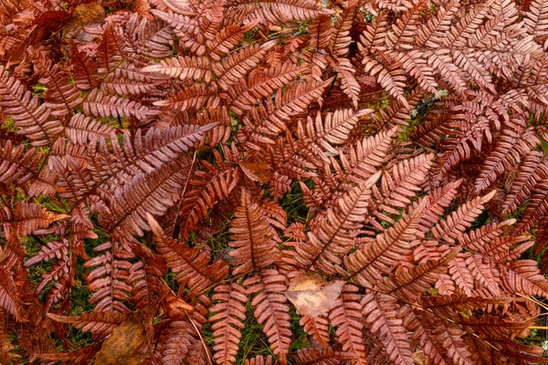Close Red Fern Leaves Autumn Background Image — Stock Photo, Image