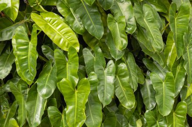 Yeşil tropikal yaprakları, arkaplan dokusunu kapat