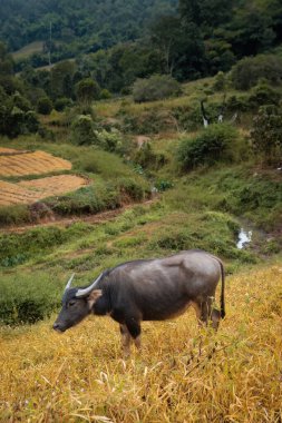 Kuzey Tayland kırsalında Asya su bufaloları (Bubalus bubalis)