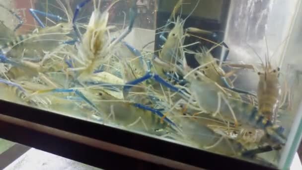 Stora Sötvattenräkor Macrobrachium Rosenbergii Tank Utanför Restaurang Bangkok Thailand — Stockvideo