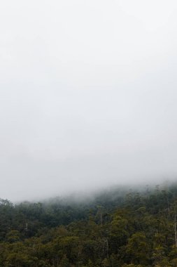 Asya 'daki dağlarda bulutlarla kaplı bir orman.