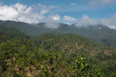 Tropik dağlar, Doğu Asya 'dan yağmur ormanları.