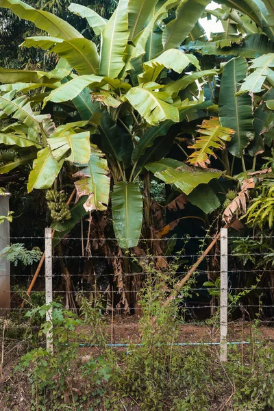 Palm trees behind the small fence in Palm oil plantation, Pai, Northern Thailand.