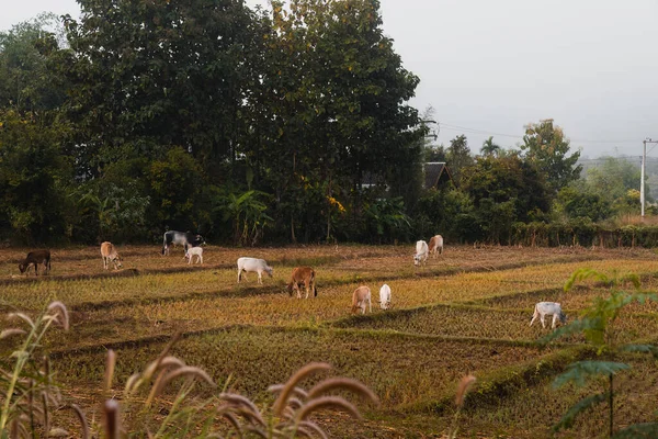 Cows grazing in the field in a foggy morning. Northern Thailand.