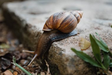 Giant African Snail (Achatina achatina) slowly crawling off the concrete step in Pai, Northern Thailand