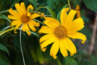 Mexican sunflowers (Tithonia diversifolia), close up with green leaves in the background
