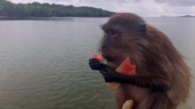 Tourists feeding a monkey on a tour boat in Ko Lanta, Krabi, Thailand