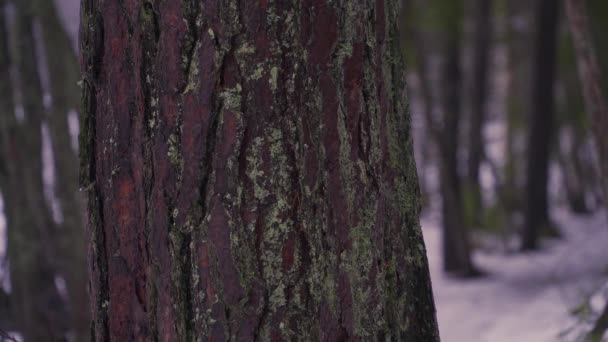 Two Snowballs Hitting Pine Tree Back Back Winter — Video Stock