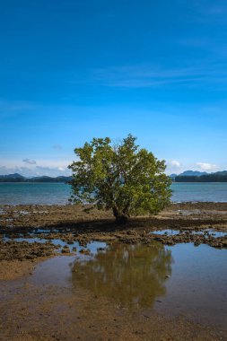 Tropical tree (Barringtonia asiatica) on a rocky beach in Ko Lanta, Krabi, Thailand.