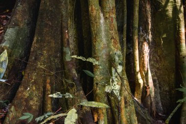 Green tropical rainforest tree trunk close up from Lanta Island in Krabi, Thailand