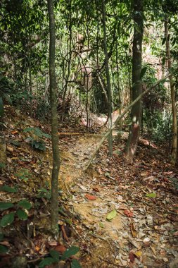 Path through green jungle in Mu Ko Lanta National Park. Ko Lanta, Krabi, Thailand.