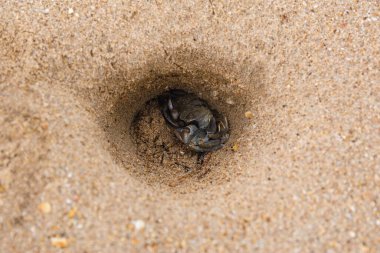 Boynuzlu Hayalet Yengeç (Ocypode ceratophthalmus) Ko Lanta, Krabi, Tayland 'da bir plajda bir delikte.