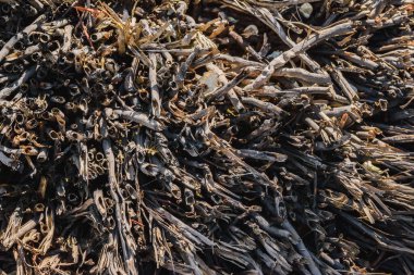 Group of hollow twigs, close up background texture.