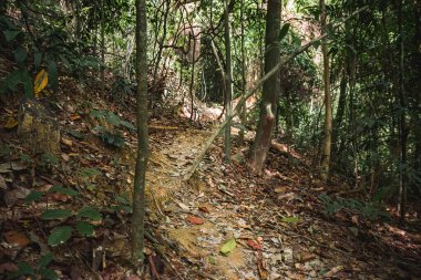Path through green jungle in Mu Ko Lanta National Park. Ko Lanta, Krabi, Thailand.