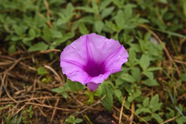 Purple Ipomoea cairica flower, close up with green leaves in the background