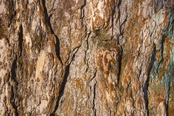 Textura Casca Árvore Close Dia Ensolarado Inverno — Fotografia de Stock