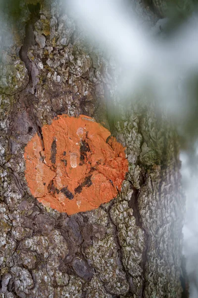 Orange smiley face on a pine tree, close up in winter.