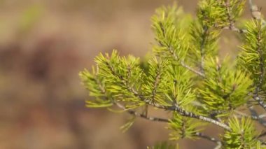 Bataklıktaki bir çam ağacının dallarına yaklaş, rüzgarda sallan