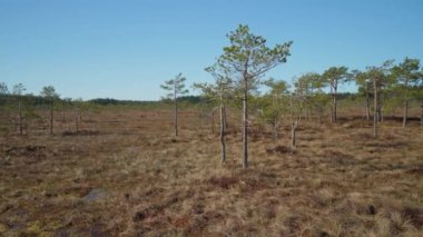 Finlandiya 'da bataklık. Parlak bir bahar gününde, Panning şutu. Linnaistensuo, Lahti.
