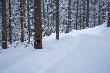 Kışın karlı bir ormanda yürüyüş yapmak. Repovesi Ulusal Parkı, Kouvola, Finlandiya.