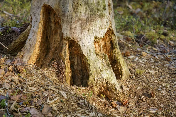 Ноги Старого Гнилого Дерева Крупним Планом Стокове Фото